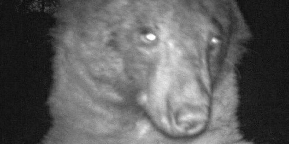 'Selfie Bear' goes viral after wildlife cameras capture 400 adorable photos of a curious black bear