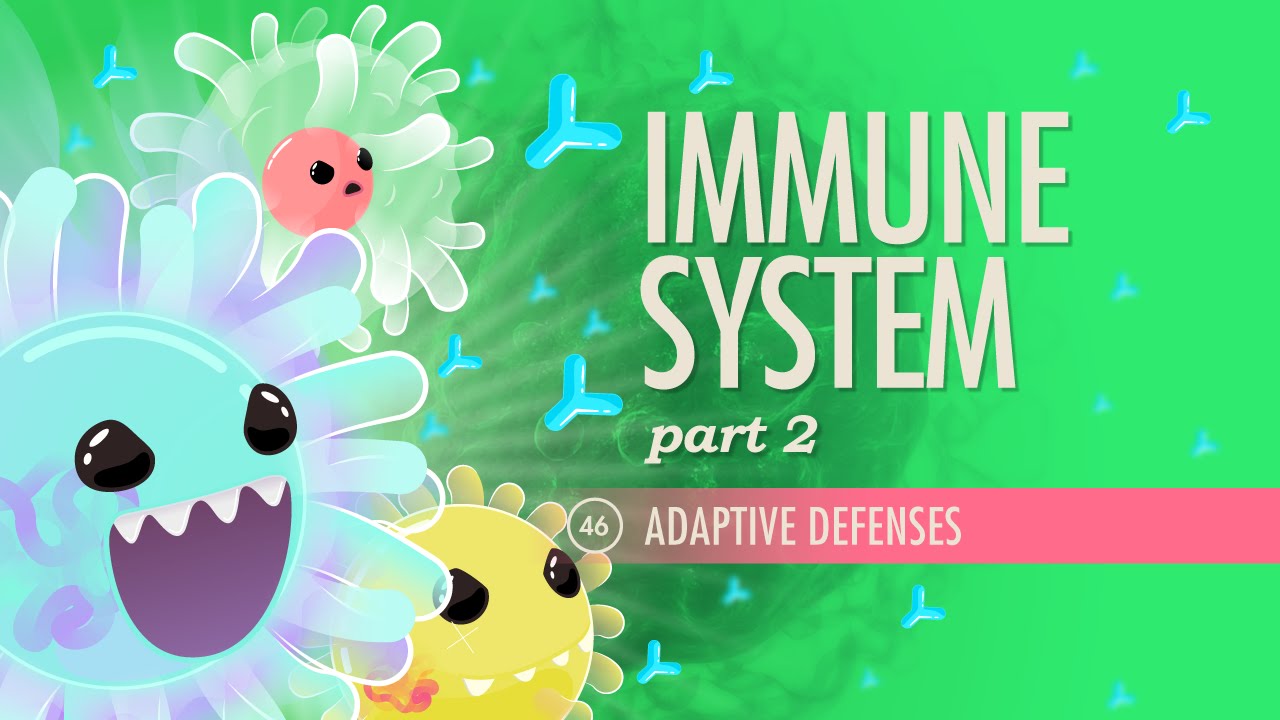 Immune System, Part 2: Crash Course A&P #46