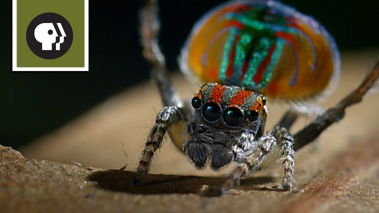 Peacock Spider Mating Dance