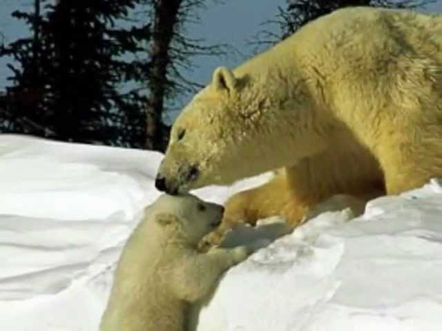The Carpenters "Bless the Beasts And The Children"  My Extended Version!