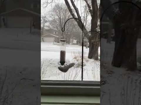 Squirrel Proof the BirdFeeder!