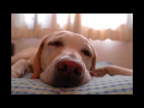 god made a dog