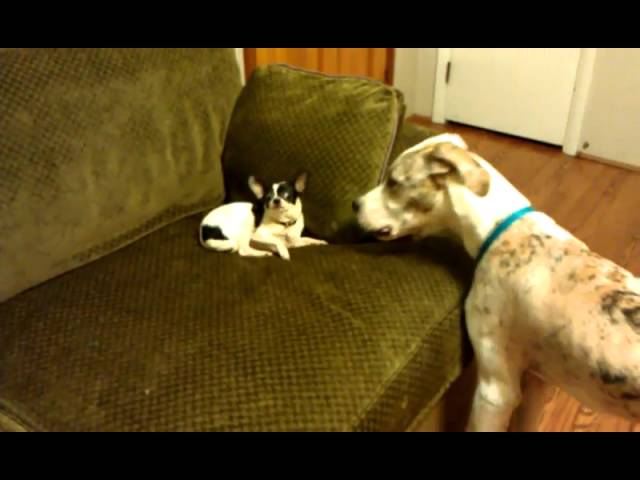Chihuahua VS Great Dane