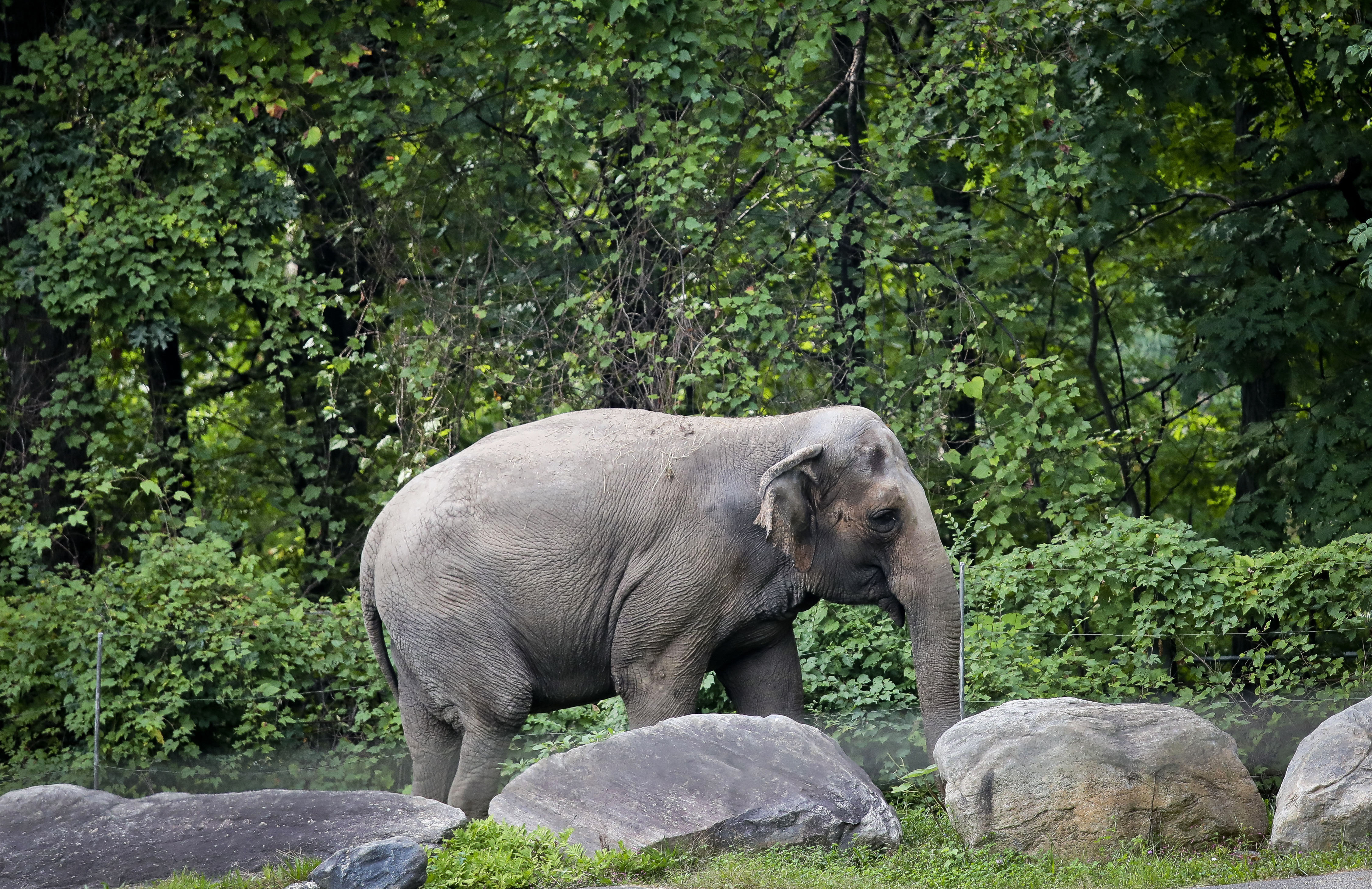 Happy the elephant at Bronx Zoo is not a person, New York’s top court rules